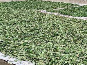 Hojas de Laurel naturales de especias individuales de alta calidad al por mayor - Product Image 4