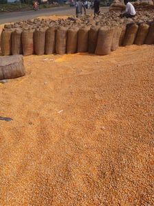 Suministro de Empresa: Maíz Amarillo Seco Barato, Grano No Glutinoso, Maíz Maduro para Alimentación Animal, Venta al por Mayor a Granel - Product Image 3