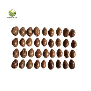 Concha Marina Decorativa Grande de Hierro, Origen Vietnam, para Decoración de Hogar de Lujo, Exhibición en Acuarios y Uso en Manualidades - Product Image 2