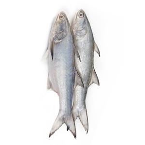 Wholesale Dealer and Supplier Of Fresh / Frozen Salmon <b>Fish</b> Best Quality Best Factory Price Bulk Buy Online - Product Image 6
