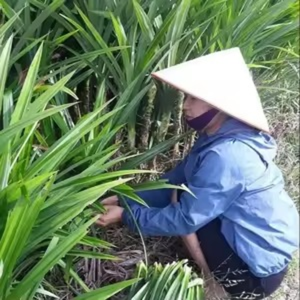 HOT DEAL PANDAN HOJAS SECAS EXPORTACIÓN A GRANEL DE VIETNAM CON LA MEJOR CALIDAD - Product Image 6