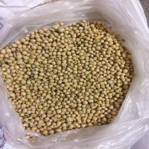 Semillas de Cebada al por Mayor - Grado Alimenticio, 2 Años de Vida Útil, Almacenamiento en Frío y Seco, Suministro Directo de Fábrica, Variedad de Malta de Cebada - Product Image 3