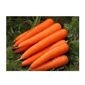 แครอทผักสดธรรมชาติคุณภาพสูง - Product Image 5