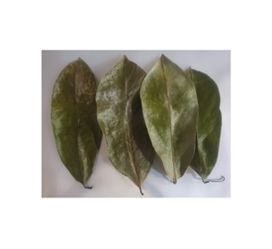 ใบทุเรียนเทศแห้งจากธรรมชาติ100% ใบ/ทุเรียนเทศใบชา/ใบทุเรียนเทศจากเวียดนามสำหรับทำชา - Product Image 1