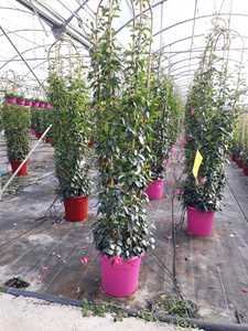 Maceta decorativa redonda para vivero de alta calidad de la Serie DECOR Plástico reciclado en material PP utilizado para plantas - Product Image 3