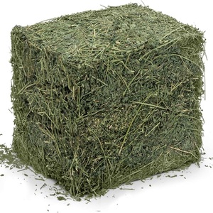 Proveedor mayorista de paca de heno de alfalfa Premium. La alfalfa contiene de 18% a 24% de proteína cruda - Product Image 6