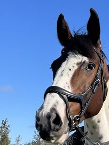 Bride de cheval en cuir véritable FABRICANT Bonne qualité Bride de cheval en cuir véritable de haute qualité FABRICANT - Product Image 2