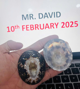 เปลือกหอยขนาดเล็กแบบพรีเมี่ยมสำหรับทำความสะอาดด้วยงานฝีมือดีไซน์เครื่องประดับและใช้งานได้จากการเลี้ยงลูกด้วยนมแม่ตามธรรมชาติ - Product Image 5