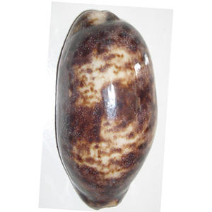 Cypraea testudenaria taille 8-10cm poli coquillage bijoux noir cauri motif coquille matériel - Product Image 2