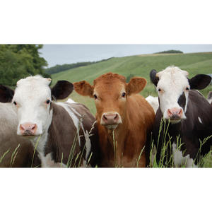 นีโอ บี ทอกซ์ ฟีด เกรด กรดอะมิโน เบตายน์-ไนอาซิน-ดีแอล-เมไทโอนีน สำหรับการขุนสัตว์ - Product Image 1