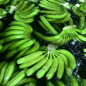 High Quality Premium Cavendish Green <b>Banana</b> Fresh Plantain Wholesale Export Vietnam <b>Sweet</b> Durable Green <b>Bananas</b> Grade A Dry - Product Image 5