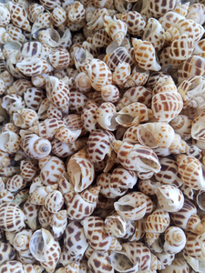 Concha Marina decorativa de Vietnam, artesanía en espiral Natural para accesorios de bricolaje y diseño de adorno náutico para el hogar - Product Image 5