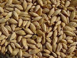 Malt d'orge biologique pur, grains séchés des Pays-Bas, durée de conservation de 2 ans, vente en gros - Product Image 2
