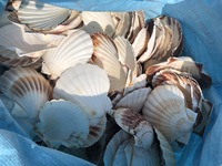 MEILLEURE AFFAIRE SEASHELL UTILISATION POUR DÉCORATRE, MOSAÏQUE-FOURNISSEUR DU VIETNAM