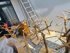 Árbol de Café Resistente, Ideal para Loros, para Masticar y Escalar Dentro de la Jaula, Venta al por Mayor, Pedidos Personalizados, Vietnam - Product Image 4