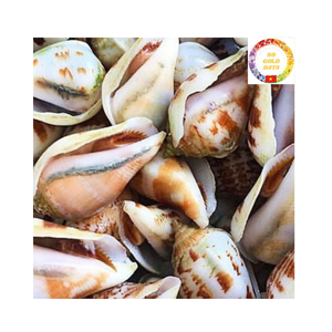 Conchas Strombidae cuidadosamente seleccionadas para proyectos temáticos de playa de diseño de interiores y amantes de la artesanía en todo el mundo - Product Image 6