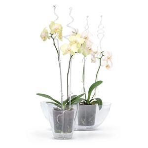 COUBI ORQUÍDEA 3.8L. maceta, dimensiones (mm) 360x150x132, color Transparente - Product Image 4