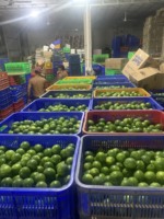 VENTE EN GROS FRUIT CITRON FRAIS/LIME FRAIS/LIME SANS GRAINES FRUITS DU VIETNAM POUR L'EXPORTATION W/A: 0084909740687