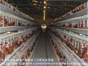 Zhongnuo ใหม่กรงหมู ZN-250อัตโนมัติขนาดใหญ่แบบ ATYPE สำหรับใช้ในฟาร์ม - Product Image 5