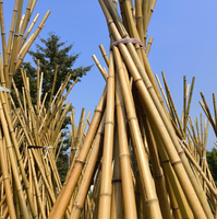 Bâton de support de jardin naturel en bambou pour plantes, arbres et légumes | Fourniture de jardinage écologique durable