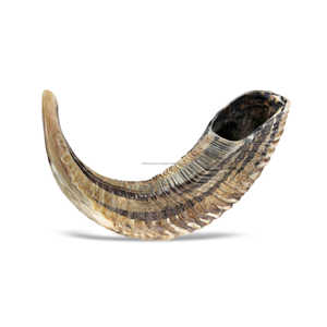 Vente chaude corne de Kudu naturelle polie Shofar yéménite décoration de la maison pour Rosh Hashanah offre passionnante ange Shofar/Kudu/Ram - Product Image 3