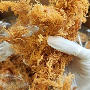 Emballage OEM de vente en gros de mousse de mer de haute qualité - Product Image 6