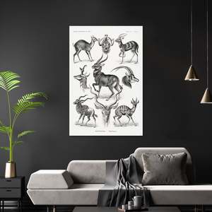 Affiche artistique de l'antilope d'Ernst Haeckel, formes de la nature, imprimée sur toile en résine pour décoration murale ou peinture animale DIY - Product Image 2