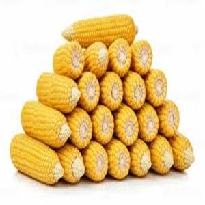 Maïs jaune de qualité supérieure, OGM, pour la consommation humaine et l'alimentation animale, récolte séchée au prix de gros - Product Image 1