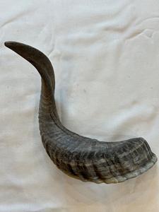 เขาแกะแท้ ขัดเงาธรรมชาติ สำหรับตกแต่งและงานฝีมือ คุณภาพสูง - Product Image 5