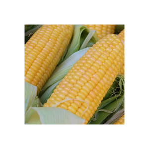 Maïs naturel enrichi de haute qualité pour huiles essentielles organiques produit le plus vendu 2022 vente en gros - Product Image 5