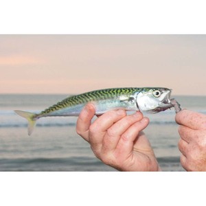 Pescado de caballa congelado, procesado limpio, certificado Halal y profundamente congelado para una larga vida útil - Product Image 5