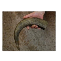 Pointes de corne de buffle polies à la main, écologiques et de haute qualité, forme naturelle pour l'art et la décoration intérieure - Prix