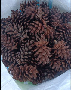 Decoraciones de cono de pino rústico Tamaños grandes, medianos y mini para mesa, árbol y decoración del hogar - Product Image 5