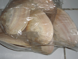 Concha de Ostra Amarilla, Joyería de Conchas Marinas, 10cm-16cm, Motivo Amarillo para Decoración del Hogar, Estilos de Técnica Cruda, Amor y Ángel - Product Image 3