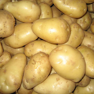 Vente en gros de pommes de terre fraîches de Hollande : savourez des pommes de terre délicieuses à des prix abordables pour vos repas. Pommes de terre sucrées, biologiques et fraîches à prix réduits. - Product Image 1