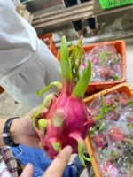 Rode Huid Dragon Fruit Uit Vietnam Rijk Aan Vezels En Antioxidanten Export Kwaliteit Ideaal Voor Winkelketens En Distributeurs