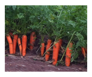 Les fabricants de carottes fraîches fournissent des carottes à bon prix à vendre - Product Image 1