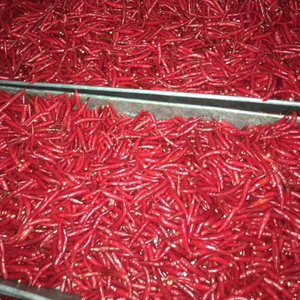 Chiles rojos de origen vietnamita para verduras, pescado picado, venta al por mayor - Product Image 6