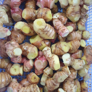GALANGAL FRAIS CONGELÉ POUR L'EXPORTATION-QUALITÉ SUPÉRIEURE, MEILLEUR PRIX, FABRIQUÉ AU VIETNAM - Product Image 2