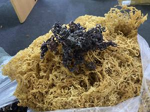 Organic <b>Dried</b> Irish <b>Moss</b> From Vietnam Best Price Sea <b>Moss</b> No Salt <b>Dried</b> Laver Seaweed in Bag/ Ms. Lima - Product Image 2