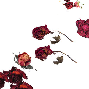 ดอกกุหลาบสีแดงตากแห้งตามธรรมชาติสำหรับ100% | เหมาะสำหรับบุหงา - Product Image 4