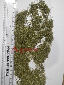 Hojas de Stevia Cortadas en T, Hojas de Stevia Cortadas en T con 24 Meses de Vida Útil, Hechas en India (Rajasthan), Proveedor a Granel - Product Image 3