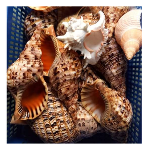 Coquillage trompette d'origine vietnamienne: Coquillage trompette naturel, idéal pour la décoration de restaurant tendance et les favoris élégants d'affichage à la maison - Product Image 1