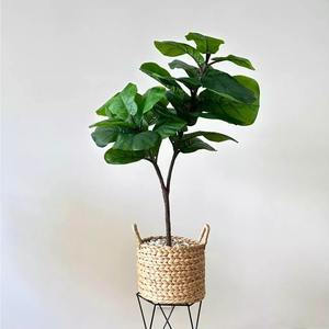 Macetas de Jacinto de Agua Ecológicas para Jardín, Precio Más Bajo, Macetas de Fibra Natural - Product Image 4