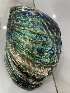 Concha de mar de nácar natural, proveedor pulido, concha de madre natural, ostra, concha de abulón de nácar - Product Image 4