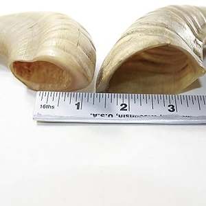 Haute qualité yéménite Shofar casher corne-poli naturel coquillage artisanat sculpté Style Animal décoration de la maison sculpture à la main - Product Image 2