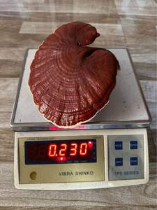 เห็ดหลินจืออบแห้งธรรมชาติ สำหรับบรรจุภัณฑ์ขายปลีกแบบ OEM และจัดจำหน่ายจำนวนมาก - Product Image 6