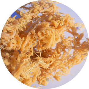 มอสจากเวียดนาม/ลิลี่, มอสทะเลธรรมชาติ100% จากเวียดนาม - Product Image 1