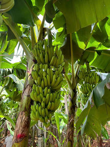 <b>Fresh</b> Vietnam Cavendish <b>Bananas</b> Sweet Flavor Long Shelf Life Bright Yellow Skin Ideal for Export and Global Distribution - Product Image 4