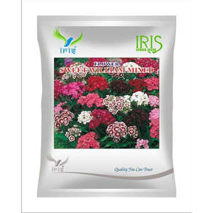 ดอกไอริสไฮบริดสวีทวิลเลียมนำเข้าแบบแห้ง OP - Product Image 1